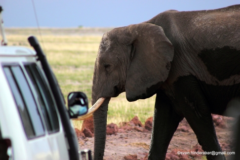 Elefant som krysset veien i det vi kjørte! Stilig.