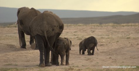 Elefant familie