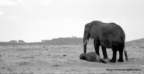 Elefant og dens barn