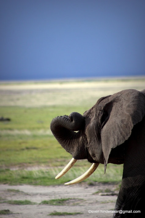 Det var mange elefanter i Amboseli, derfor mange bilder av dem. Flotte dyr. Veldig grasiøse og majestetiske. Her er det en som tar morgen-gjespet sitt.