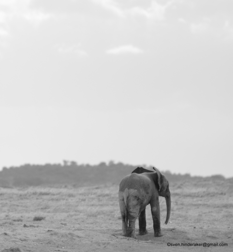 En ensom elefant!