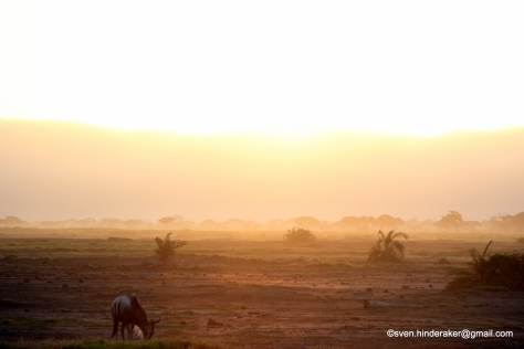 Det ble fine gnu-motiv i morgen solen over Amboseli. Har ett par av disse