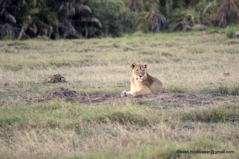 Vi så et par tre løver i Amboseli. Her er den ene.