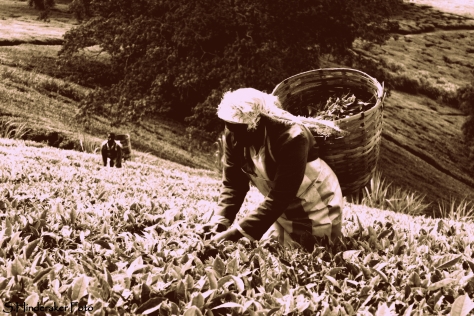 Te-plukkere på gården. Arbeidere med grønne tomler. De tjener visst ganske godt også!
